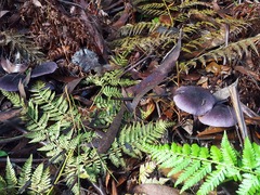 Cortinarius kioloensis
