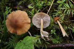 Entoloma formosum