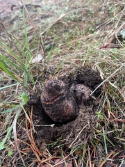 Rhizopogon parksii
