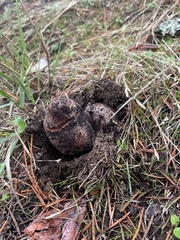 Rhizopogon parksii