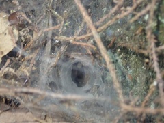 Porrhothele antipodiana