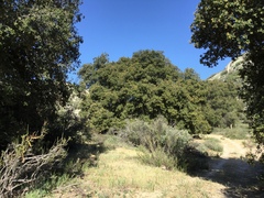 Quercus agrifolia oxyadenia