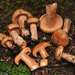 Lactarius aestivus - Photo (c) Richard Tehan, some rights reserved (CC BY-NC), uploaded by Richard Tehan