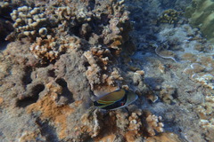 Rhinecanthus rectangulus