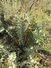 Cirsium fontinale