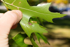 Dryocosmus quercusnotha