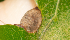 Dryocosmus quercusnotha