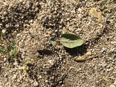 Quercus agrifolia oxyadenia
