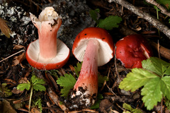 Russula americana