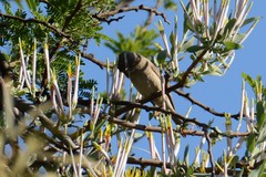 Agelanthus natalitius