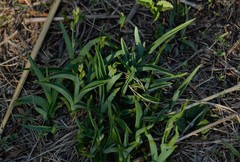 Chlorophytum trichophlebium