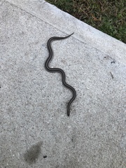 Tropidoclonion lineatum