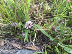 Trifolium dichotomum
