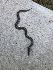 Tropidoclonion lineatum