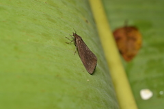 Virbia medarda