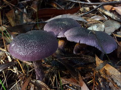 Cortinarius kioloensis