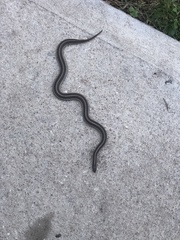 Tropidoclonion lineatum