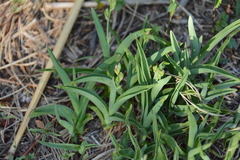 Chlorophytum trichophlebium