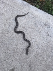 Tropidoclonion lineatum