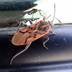 Spilostethus crudelis