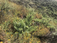 Cirsium fontinale