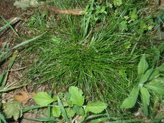 Cyperus gracilis