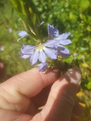 Scaevola nitida
