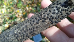 Diatrype disciformis