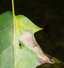 Coptotriche castaneaeella