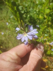 Scaevola nitida