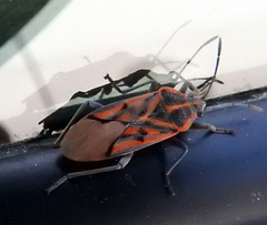 Spilostethus crudelis