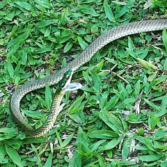 Leptophis ahaetulla marginatus