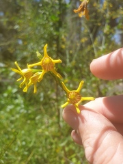 Anthocercis littorea