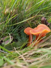 Pseudohygrocybe