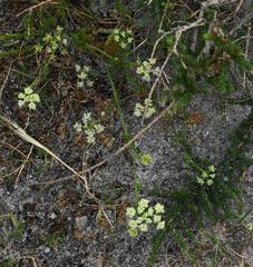 Dasispermum suffruticosum