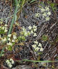 Dasispermum suffruticosum