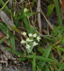 Dasispermum suffruticosum