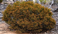 Microcybe multiflora multiflora