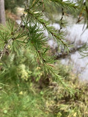 Larix kaempferi