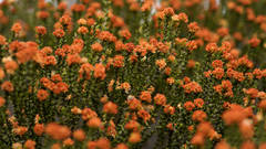 Microcybe multiflora multiflora