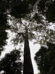 Eucalyptus microcorys