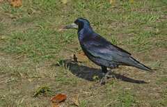 Corvus frugilegus