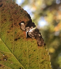 Stigmella oxyacanthella