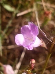 Agalinis maritima