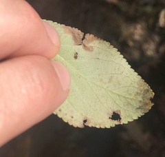 Stigmella oxyacanthella