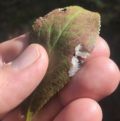 Stigmella oxyacanthella