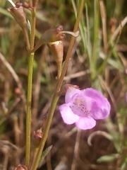 Agalinis maritima