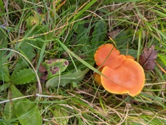 Pseudohygrocybe