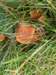 Pseudohygrocybe