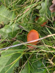 Pseudohygrocybe